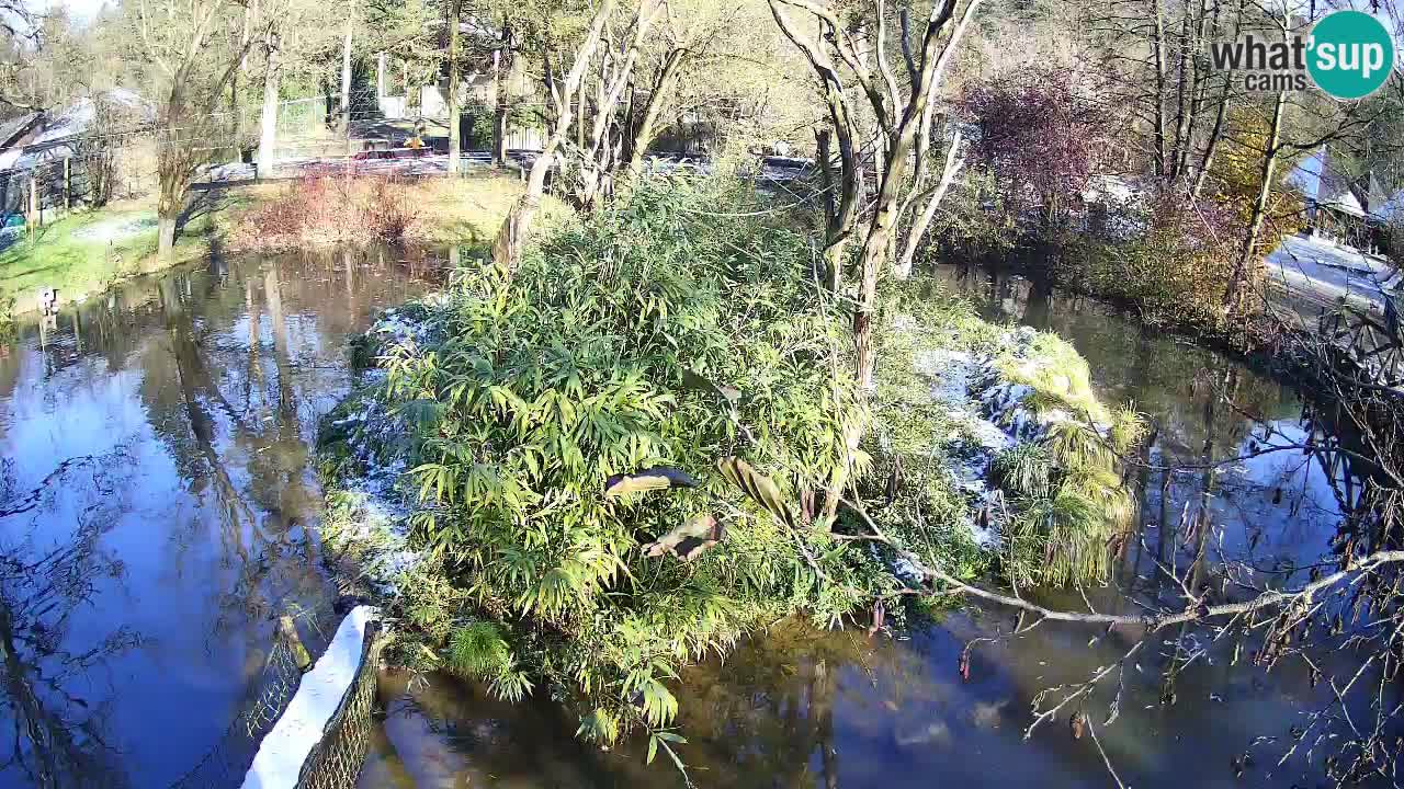 Südlicher Gelbwangen-Schopfgibbon Zoo Ljubljana webcam