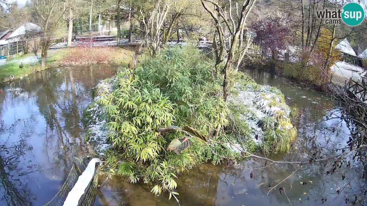 Südlicher Gelbwangen-Schopfgibbon Zoo Ljubljana webcam