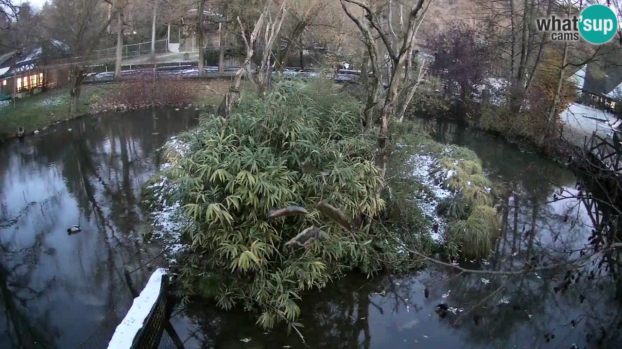 Gibon – Nomascus gabriellae – Zoo Ljubljana web kamera