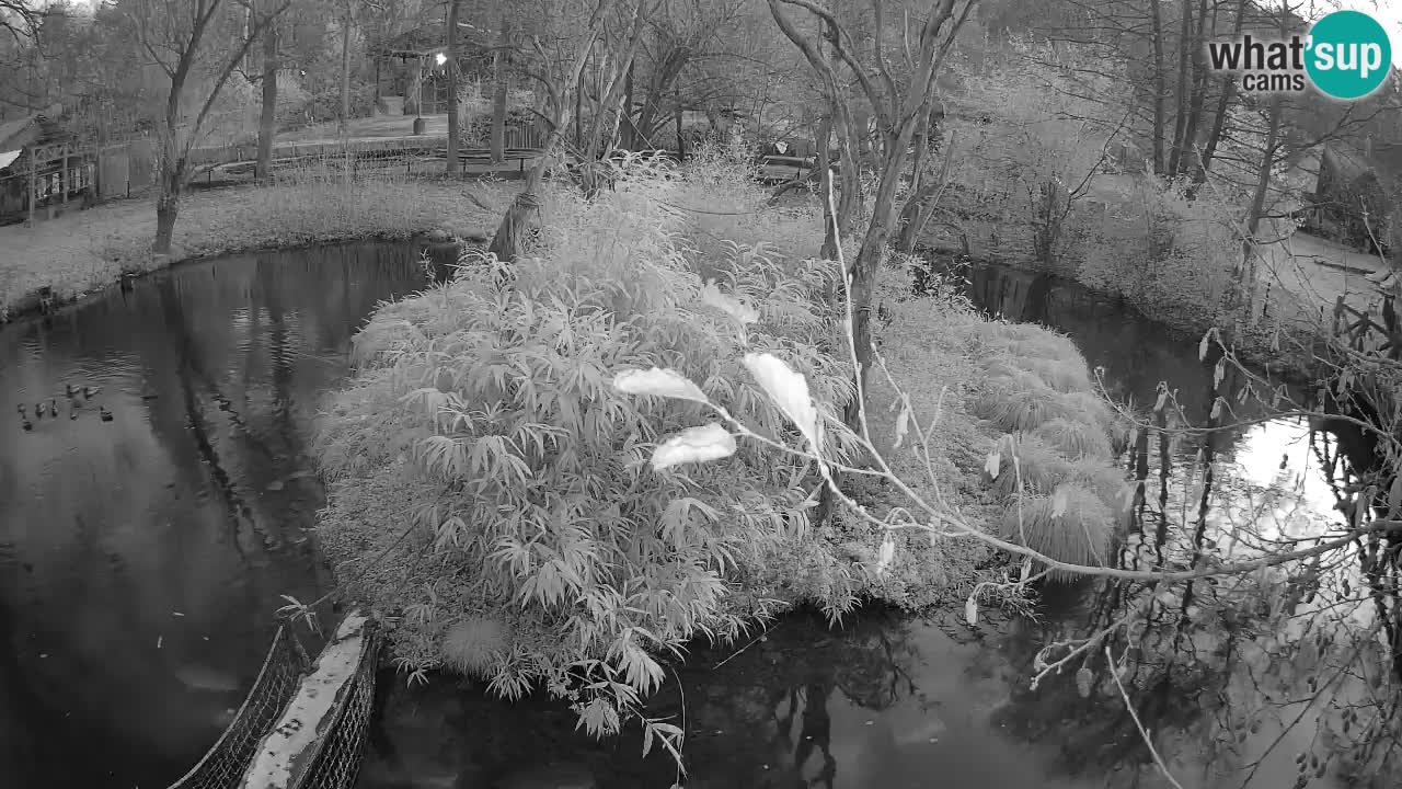 Gibbone dalle guance rosa nello ZOO di Ljubljana