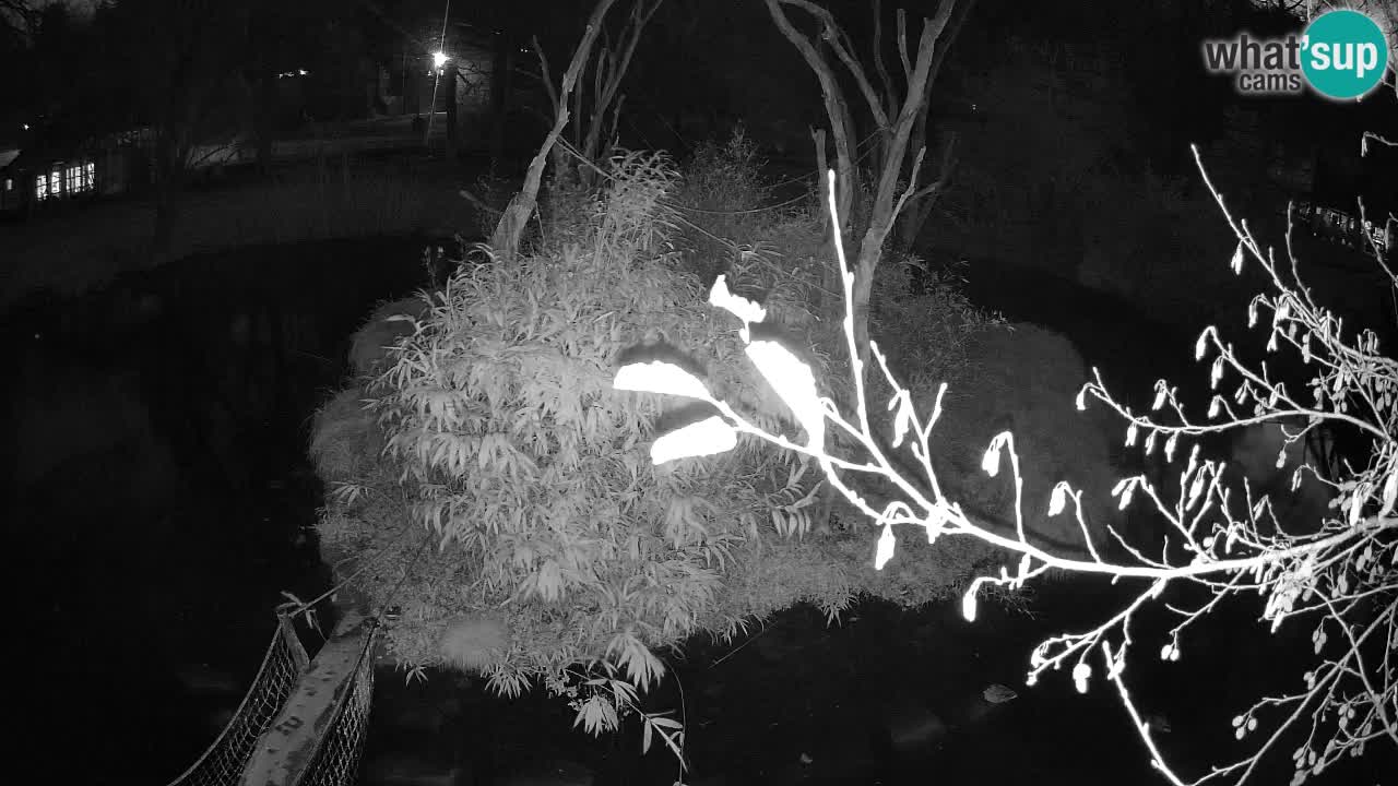 Südlicher Gelbwangen-Schopfgibbon Zoo Ljubljana webcam