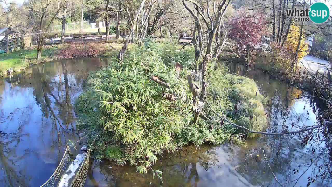 Südlicher Gelbwangen-Schopfgibbon Zoo Ljubljana webcam