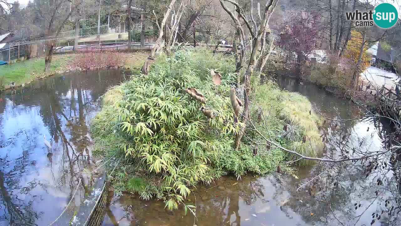 Südlicher Gelbwangen-Schopfgibbon Zoo Ljubljana webcam