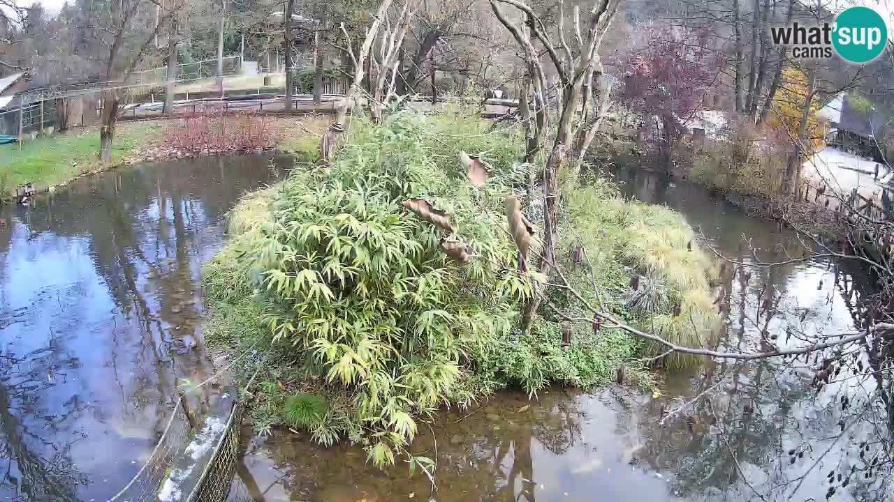 Südlicher Gelbwangen-Schopfgibbon Zoo Ljubljana webcam