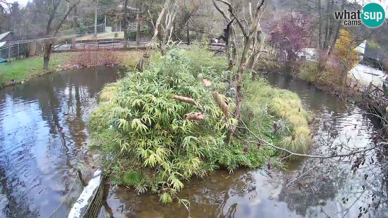 Gibon – Nomascus gabriellae – Zoo Ljubljana web kamera