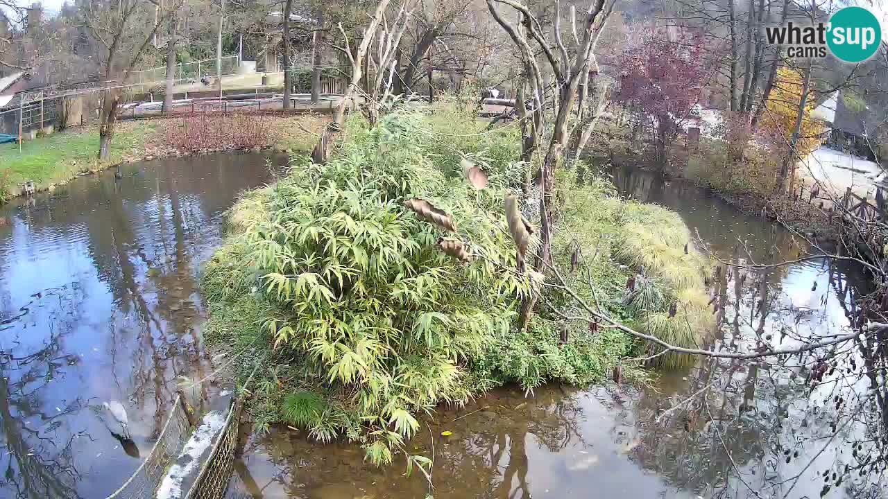 Gibon – Nomascus gabriellae – Zoo Ljubljana web kamera