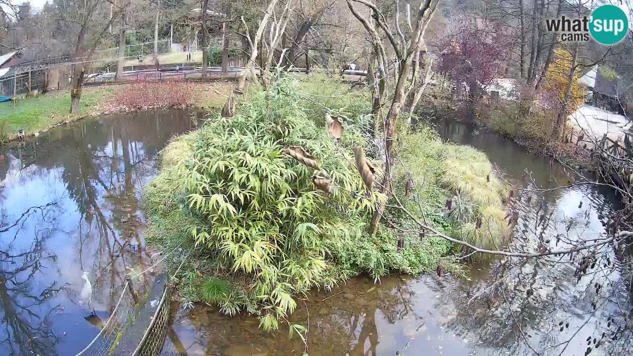 Südlicher Gelbwangen-Schopfgibbon Zoo Ljubljana webcam