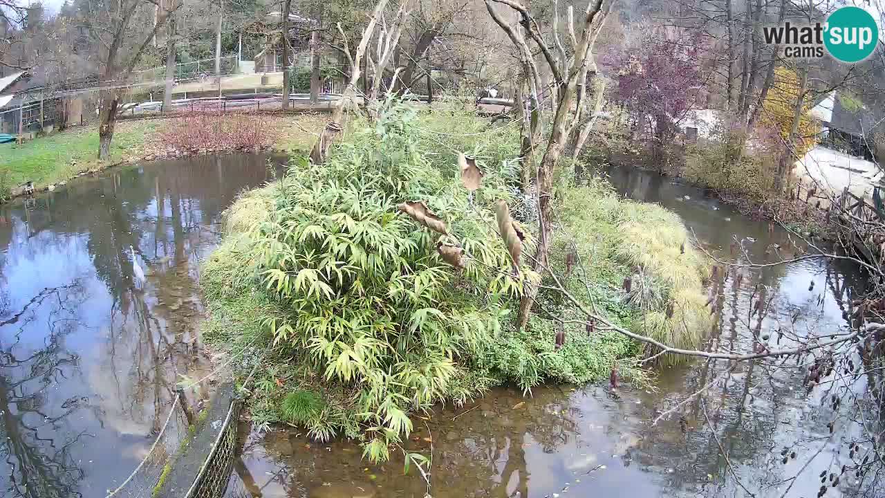 Südlicher Gelbwangen-Schopfgibbon Zoo Ljubljana webcam