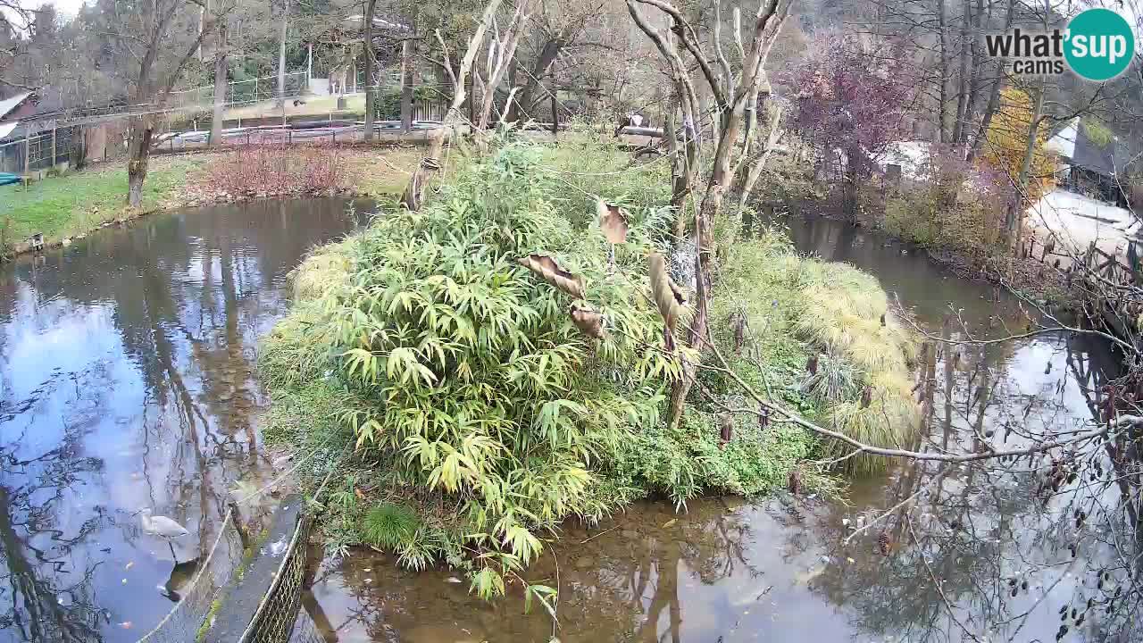 Südlicher Gelbwangen-Schopfgibbon Zoo Ljubljana webcam