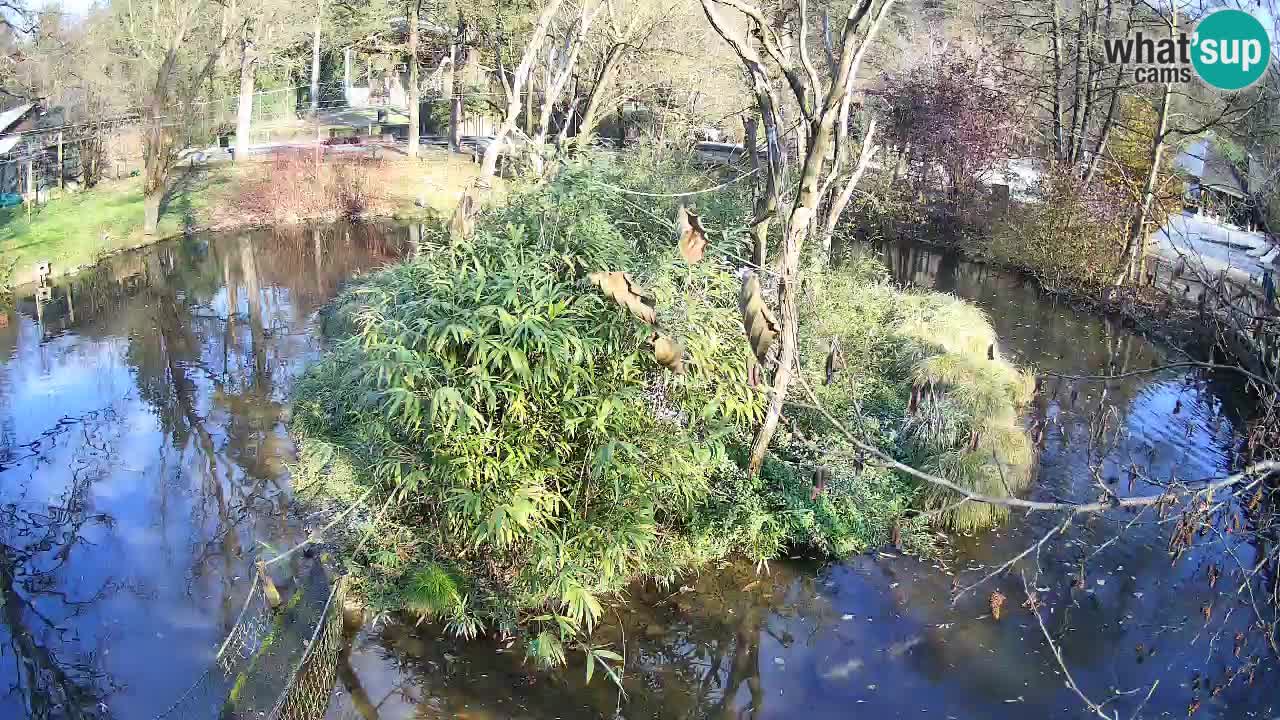 Südlicher Gelbwangen-Schopfgibbon Zoo Ljubljana webcam