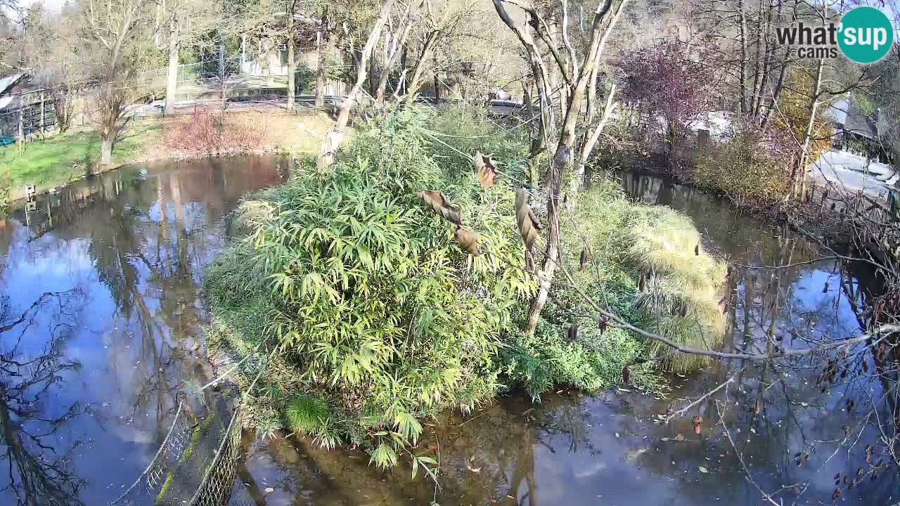 Gibon – Nomascus gabriellae – Zoo Ljubljana web kamera