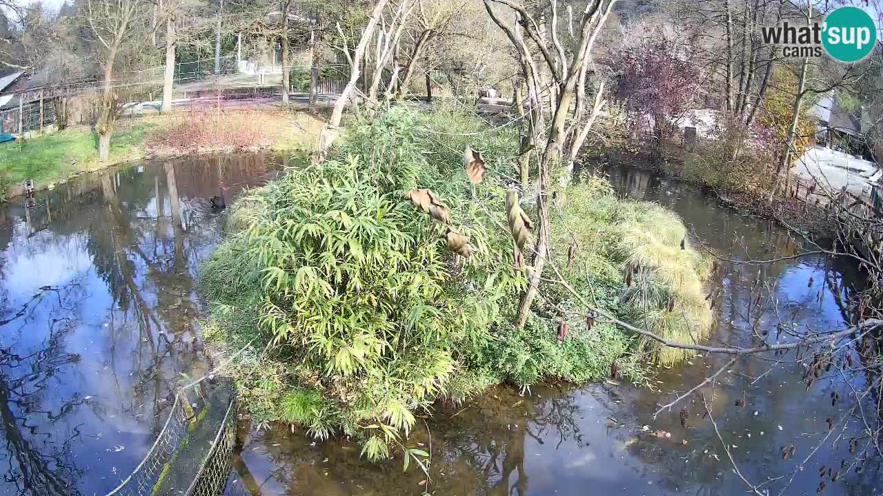 Gibon – Nomascus gabriellae – Zoo Ljubljana web kamera