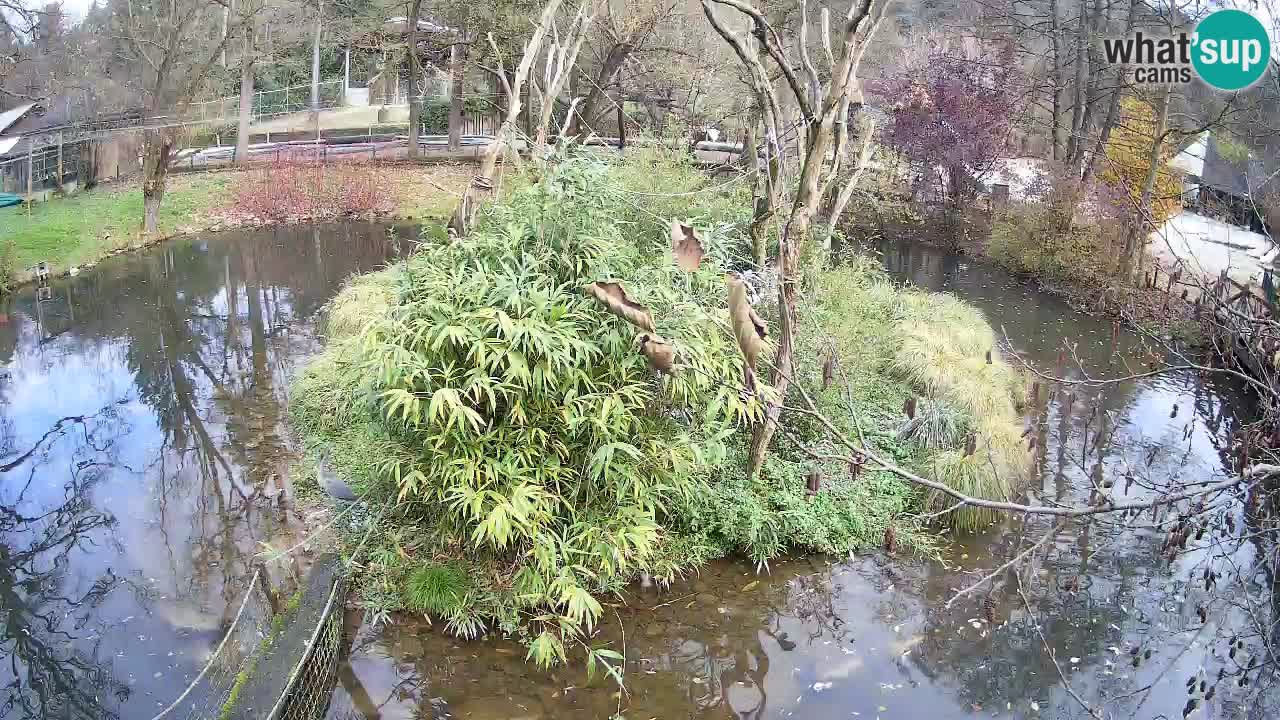 Gibon – Nomascus gabriellae – Zoo Ljubljana web kamera