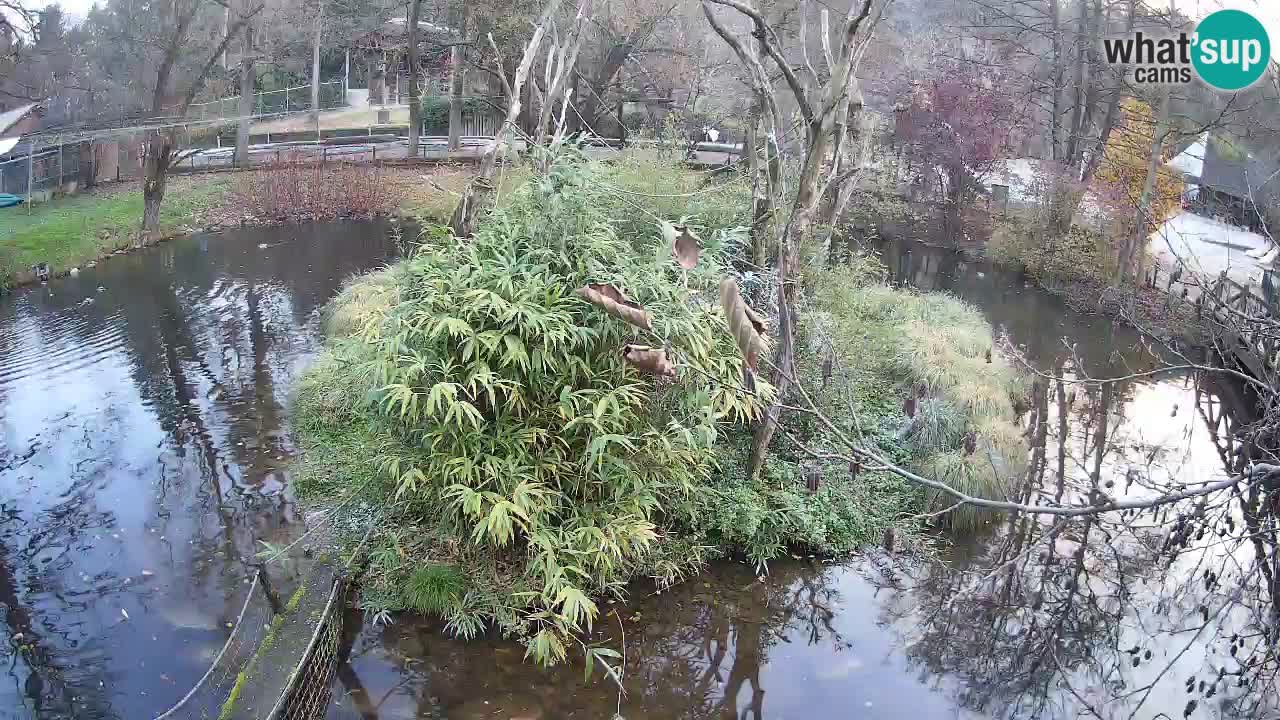 Südlicher Gelbwangen-Schopfgibbon Zoo Ljubljana webcam