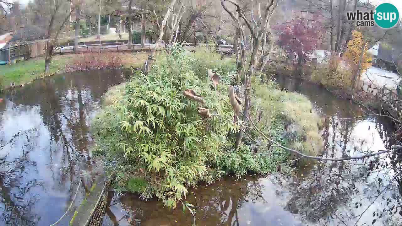 Südlicher Gelbwangen-Schopfgibbon Zoo Ljubljana webcam