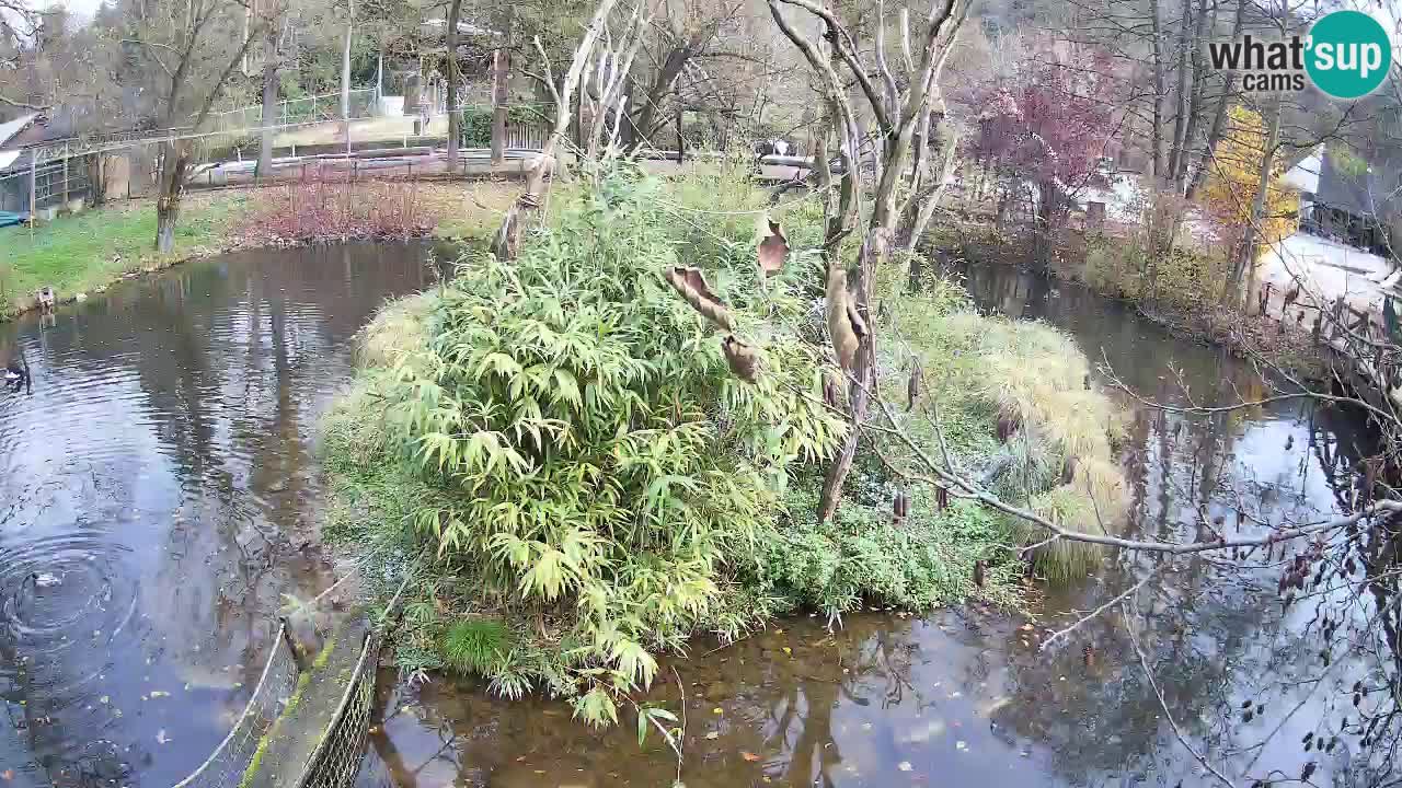 Südlicher Gelbwangen-Schopfgibbon Zoo Ljubljana webcam