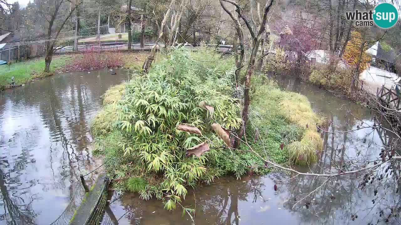 Gibon – Nomascus gabriellae – Zoo Ljubljana web kamera