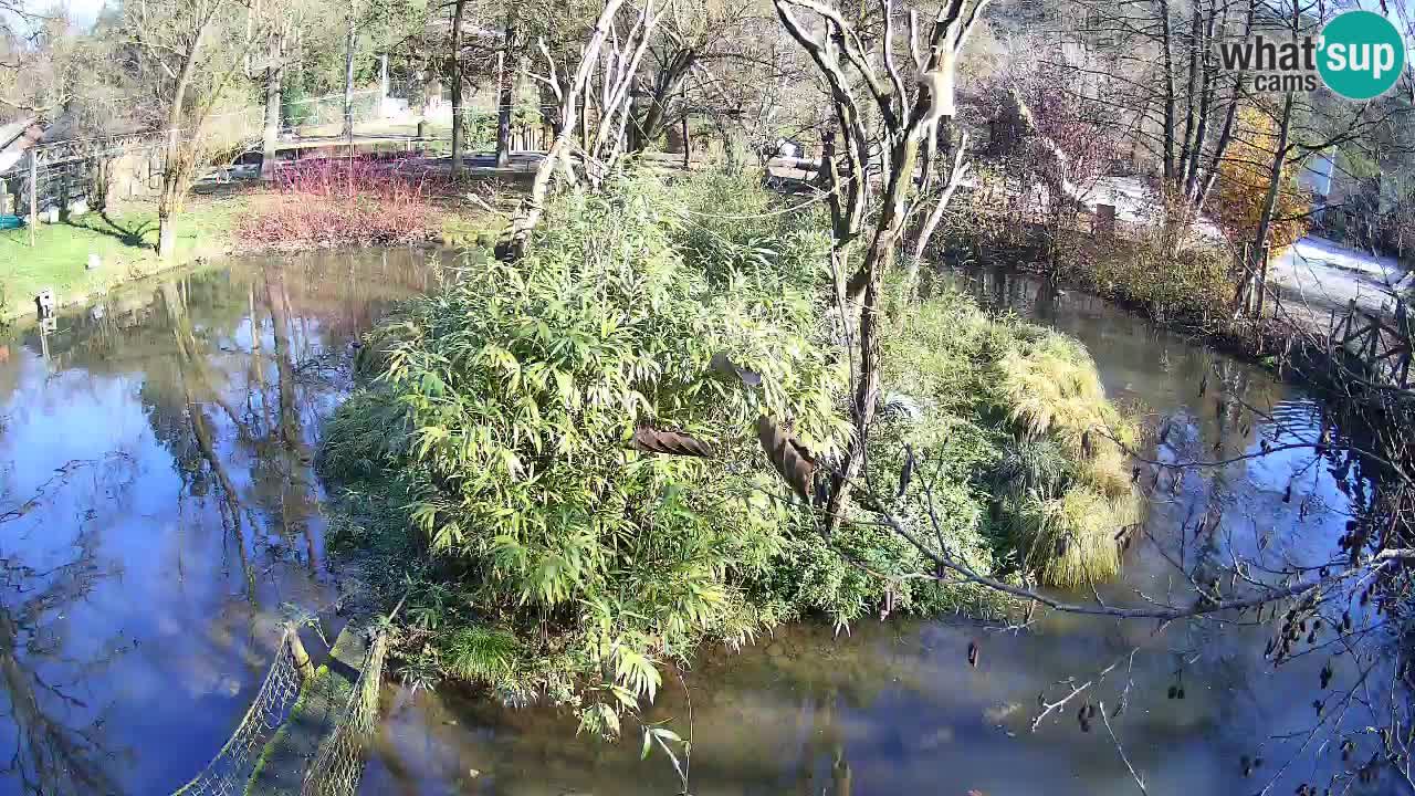 Südlicher Gelbwangen-Schopfgibbon Zoo Ljubljana webcam