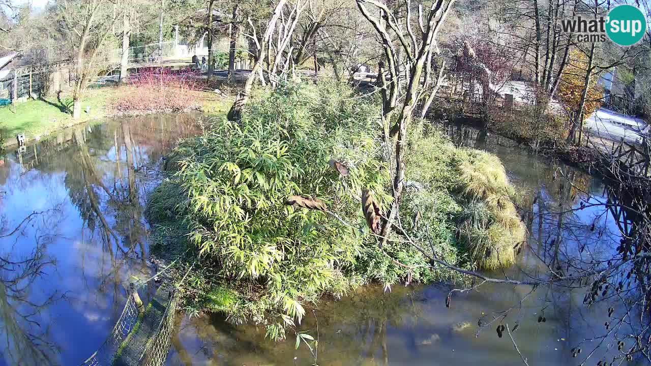 Südlicher Gelbwangen-Schopfgibbon Zoo Ljubljana webcam