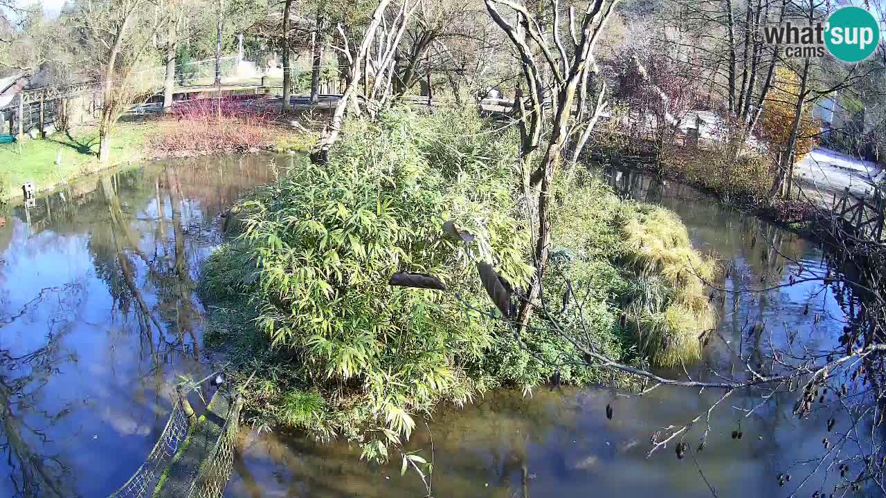 Südlicher Gelbwangen-Schopfgibbon Zoo Ljubljana webcam