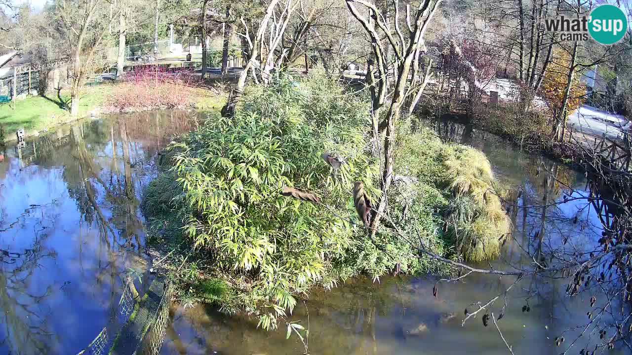 Südlicher Gelbwangen-Schopfgibbon Zoo Ljubljana webcam