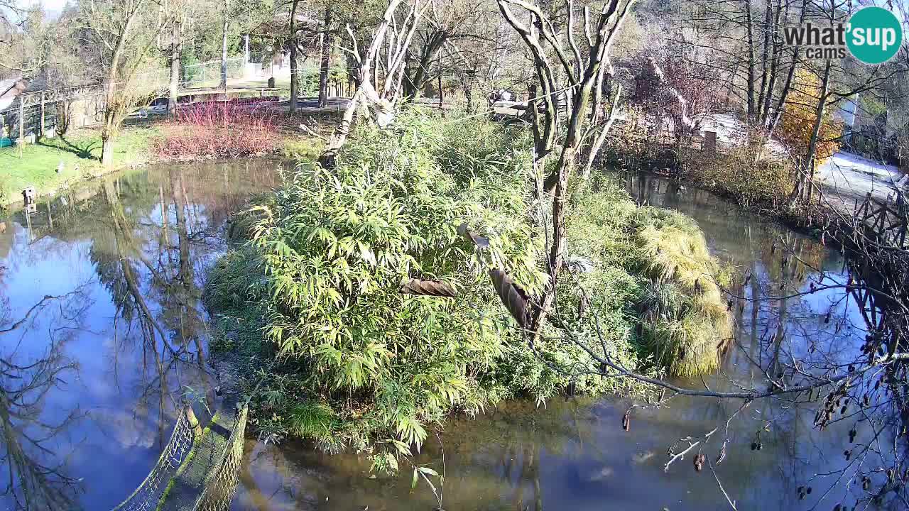 Südlicher Gelbwangen-Schopfgibbon Zoo Ljubljana webcam