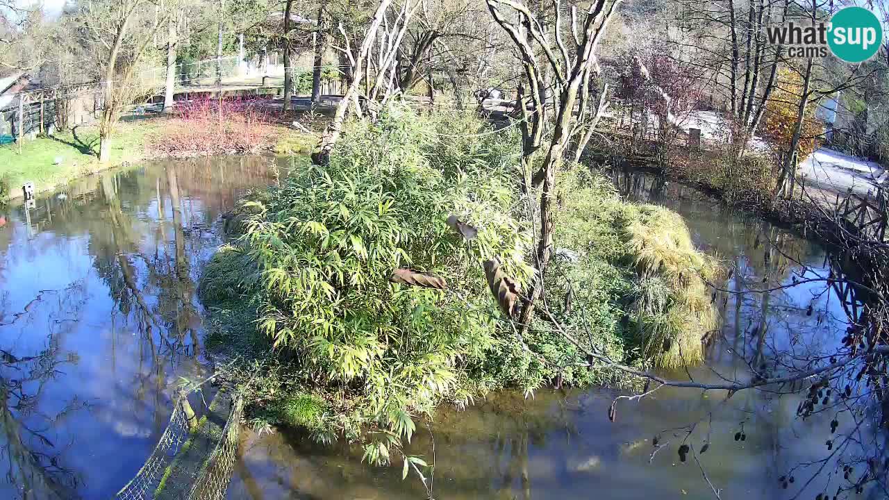 Südlicher Gelbwangen-Schopfgibbon Zoo Ljubljana webcam