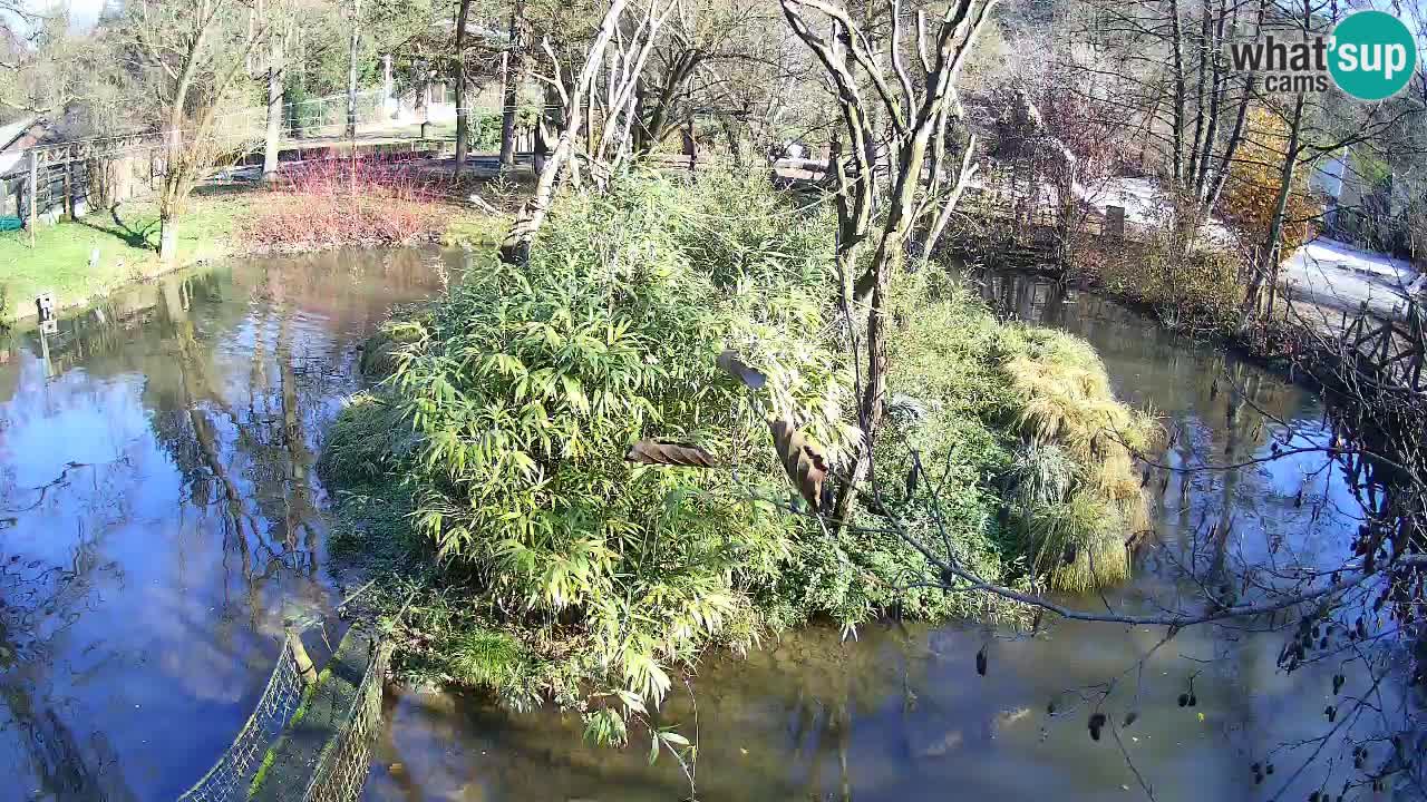 Südlicher Gelbwangen-Schopfgibbon Zoo Ljubljana webcam