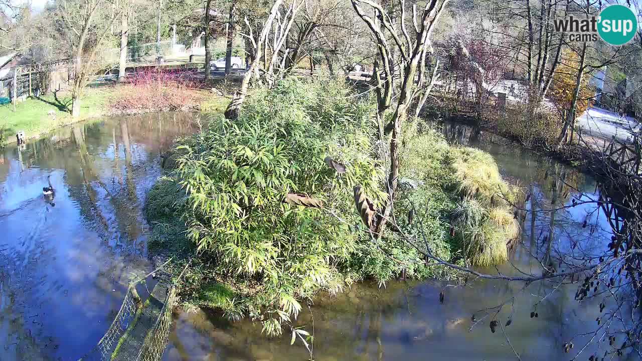 Gibon – Nomascus gabriellae – Zoo Ljubljana web kamera