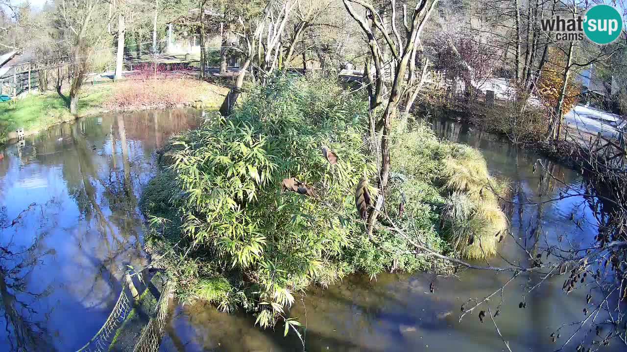 Südlicher Gelbwangen-Schopfgibbon Zoo Ljubljana webcam