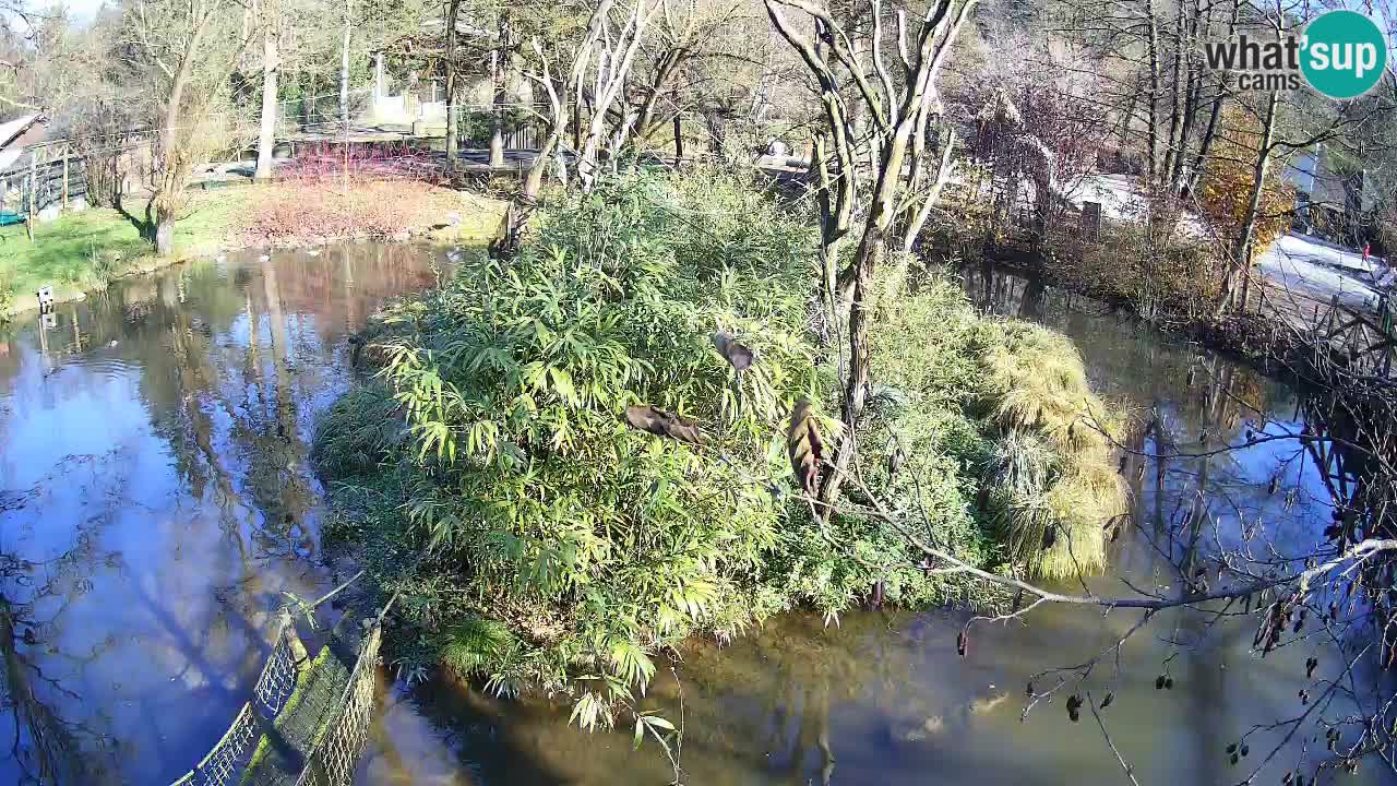 Südlicher Gelbwangen-Schopfgibbon Zoo Ljubljana webcam