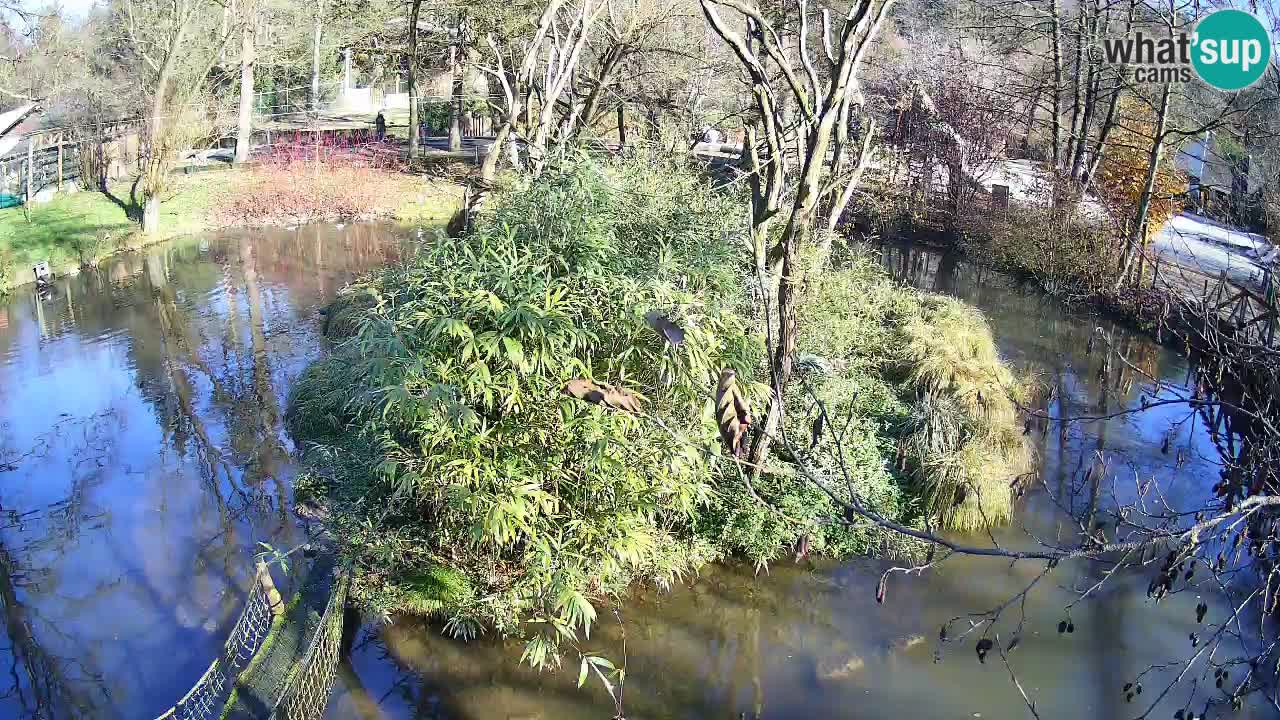 Südlicher Gelbwangen-Schopfgibbon Zoo Ljubljana webcam