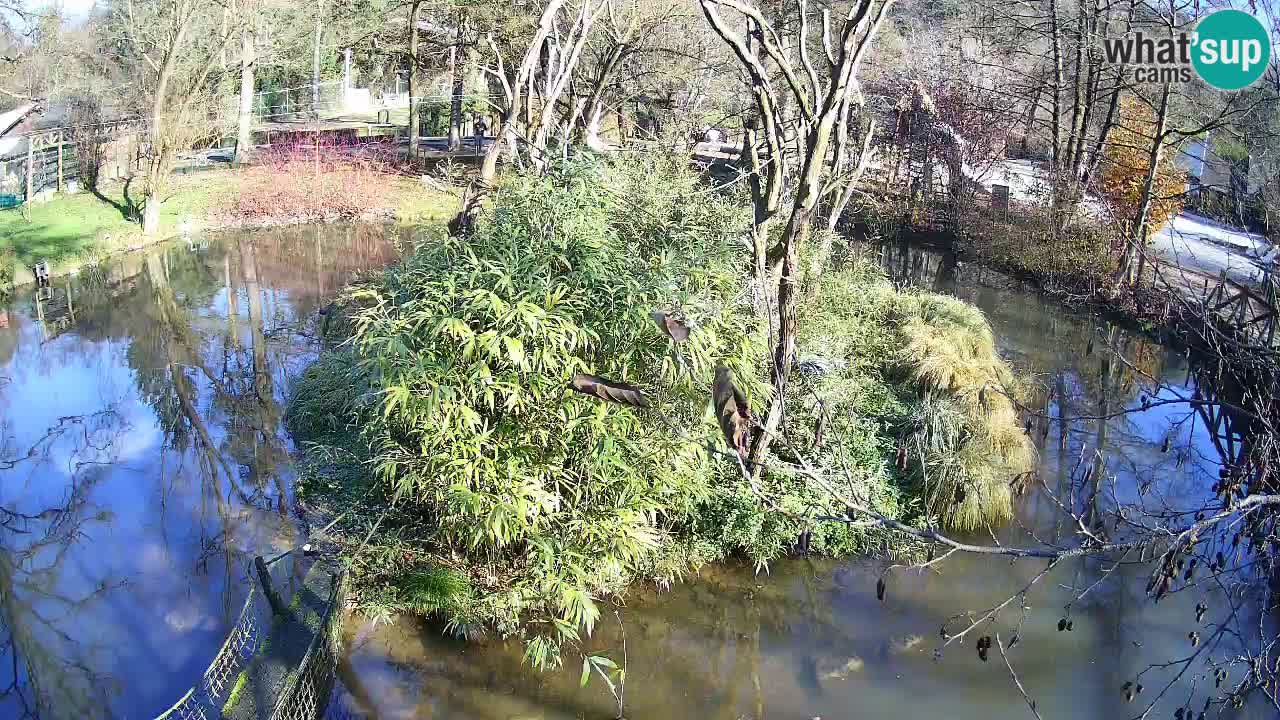 Südlicher Gelbwangen-Schopfgibbon Zoo Ljubljana webcam