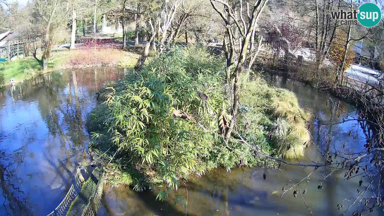 Südlicher Gelbwangen-Schopfgibbon Zoo Ljubljana webcam