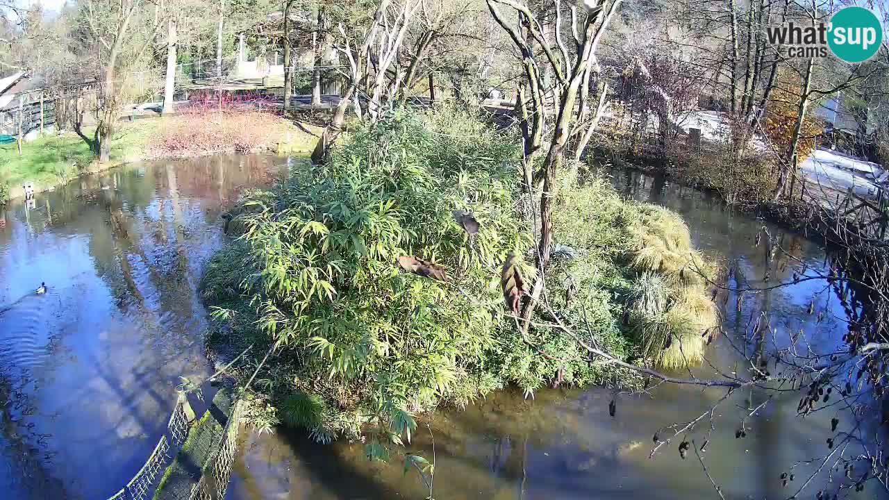 Südlicher Gelbwangen-Schopfgibbon Zoo Ljubljana webcam