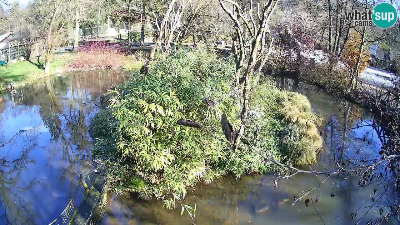 Südlicher Gelbwangen-Schopfgibbon Zoo Ljubljana webcam