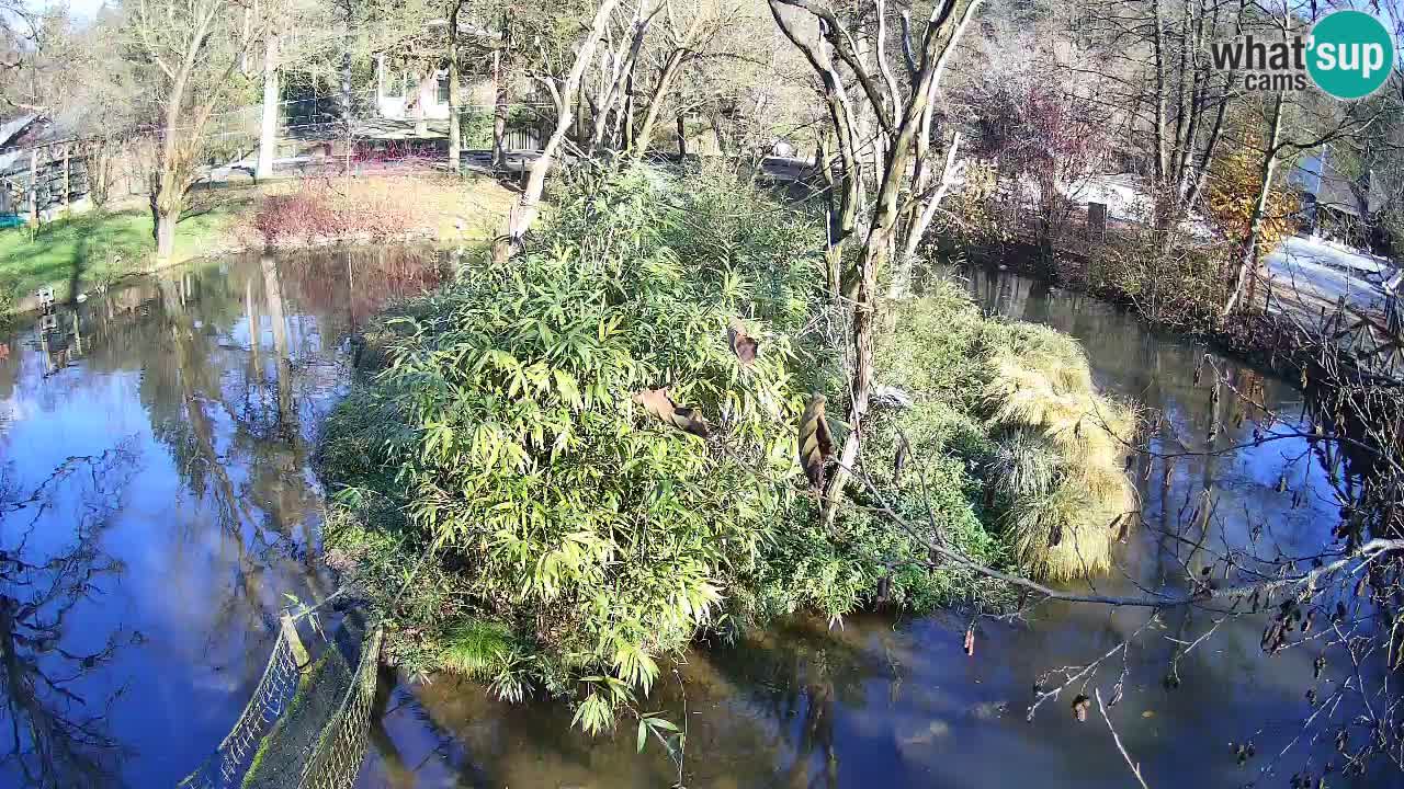 Südlicher Gelbwangen-Schopfgibbon Zoo Ljubljana webcam