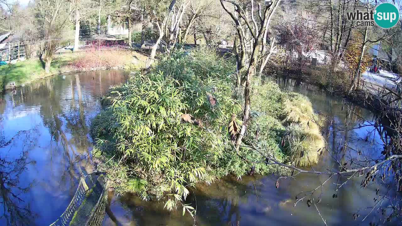 Südlicher Gelbwangen-Schopfgibbon Zoo Ljubljana webcam