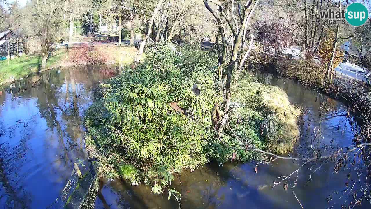 Gibon – Nomascus gabriellae – Zoo Ljubljana web kamera