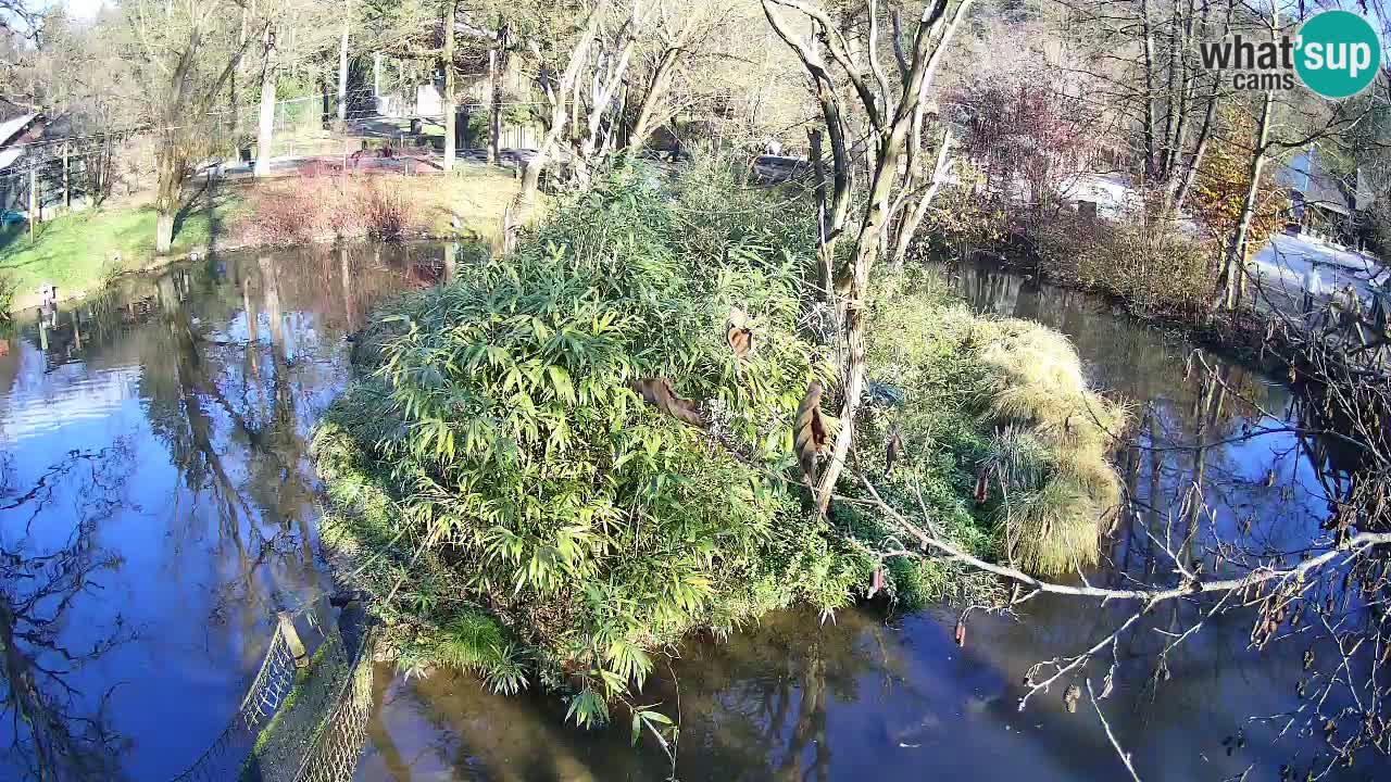 Südlicher Gelbwangen-Schopfgibbon Zoo Ljubljana webcam