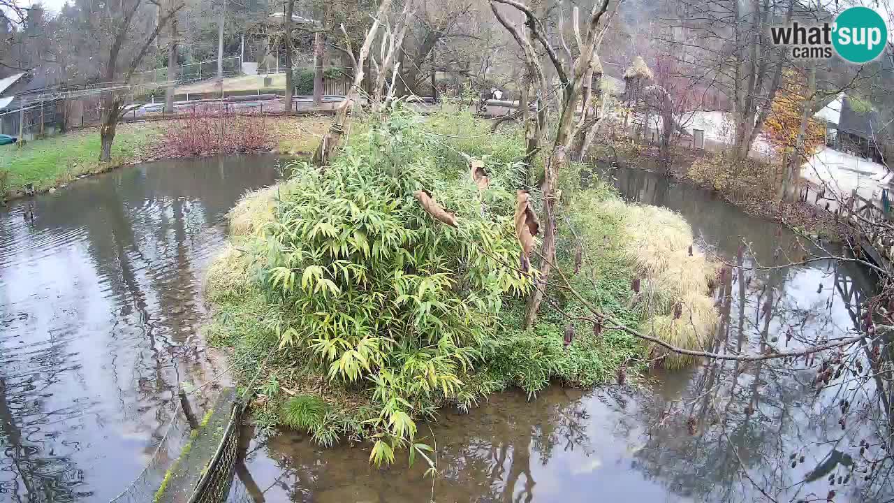 Südlicher Gelbwangen-Schopfgibbon Zoo Ljubljana webcam