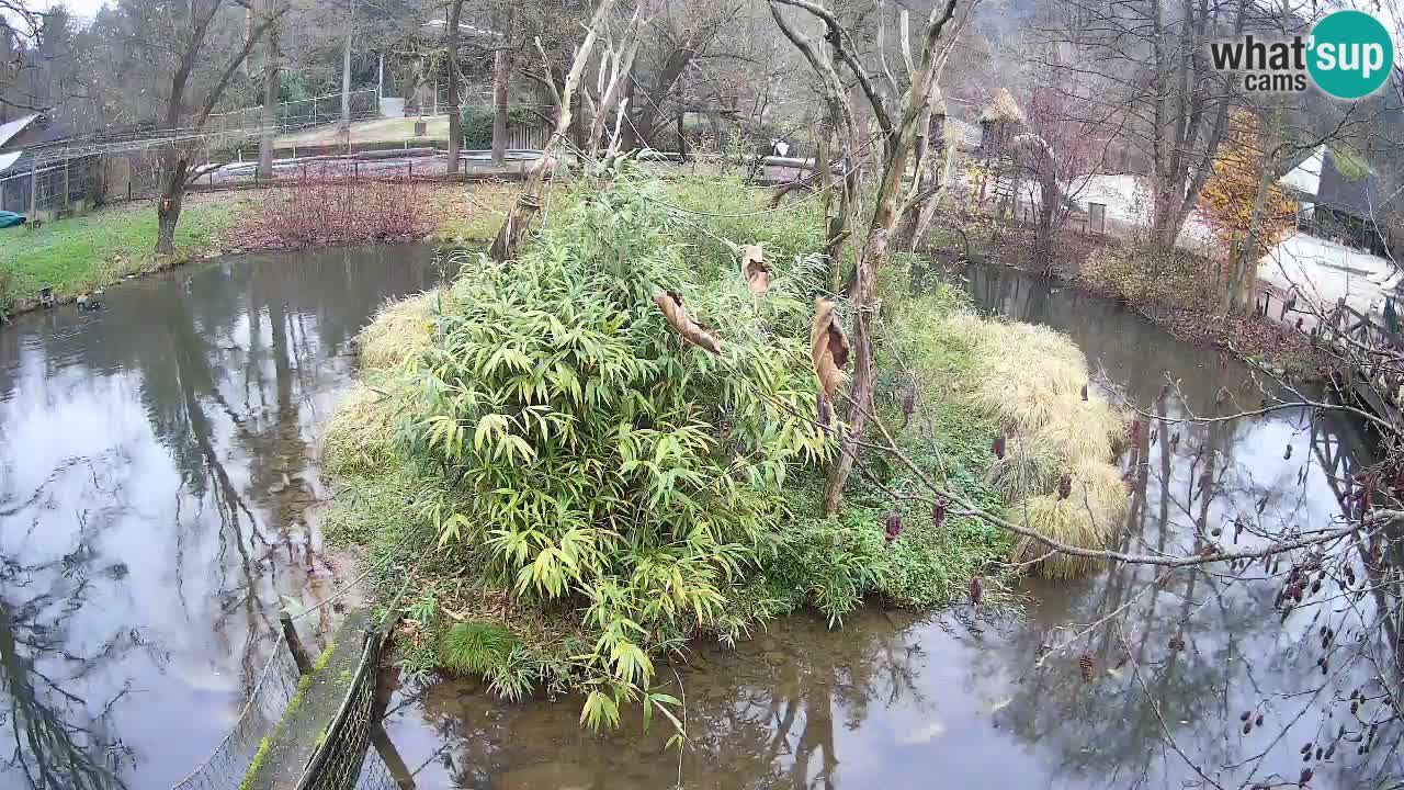 Südlicher Gelbwangen-Schopfgibbon Zoo Ljubljana webcam