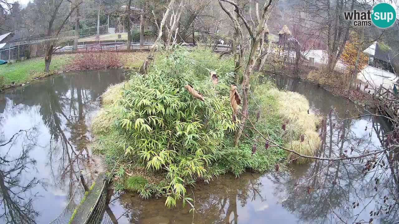 Südlicher Gelbwangen-Schopfgibbon Zoo Ljubljana webcam