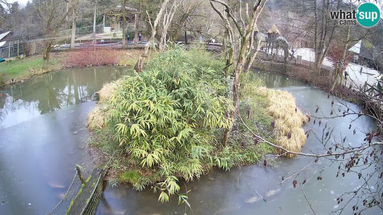 Südlicher Gelbwangen-Schopfgibbon Zoo Ljubljana webcam