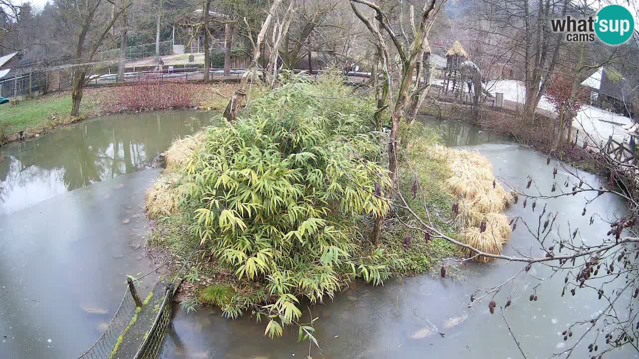 Yellow-cheeked gibbon Zoo Ljubljana livecam