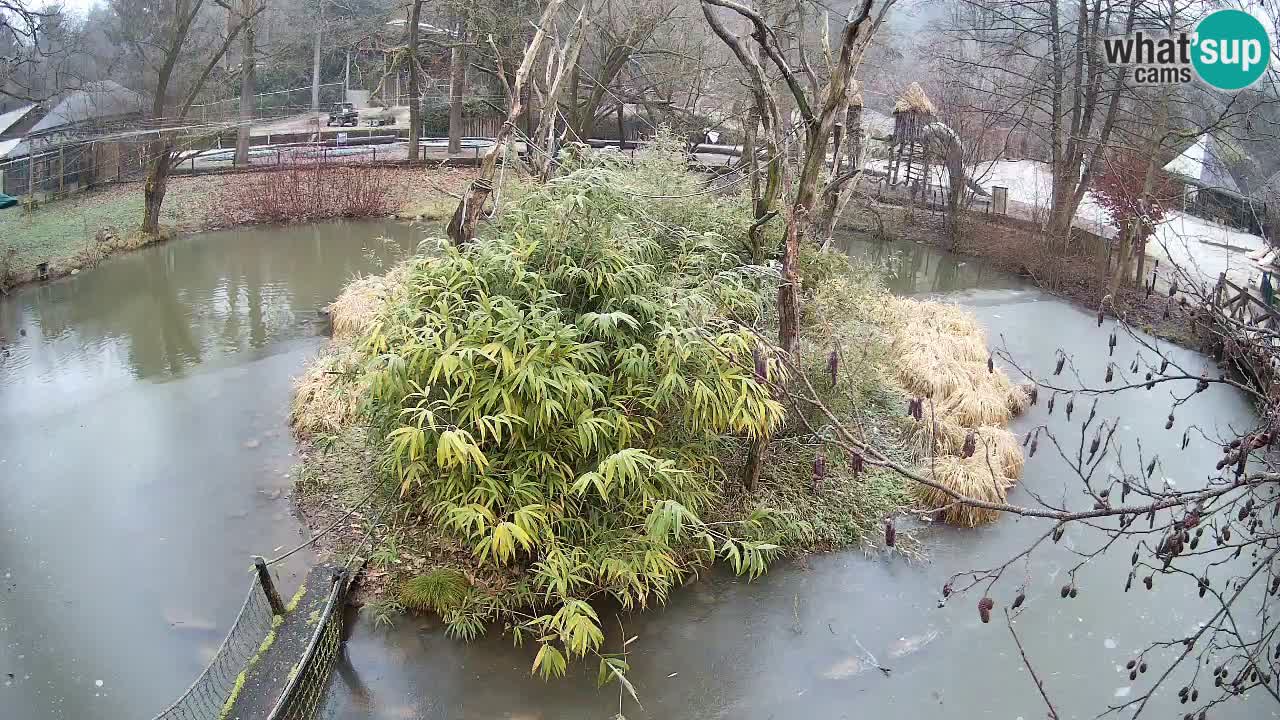 Yellow-cheeked gibbon Zoo Ljubljana livecam