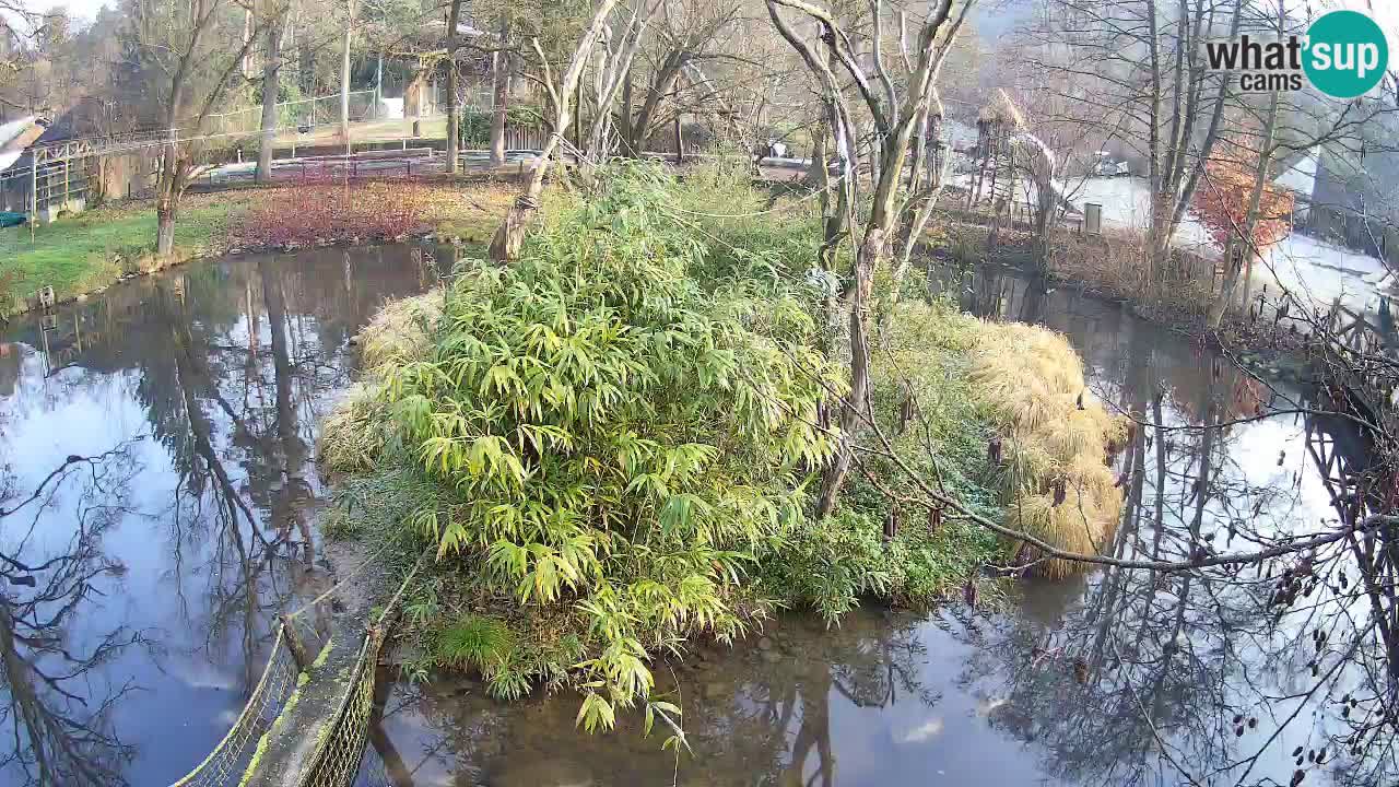 Zlatolični gibon živalski vrt Ljubljana