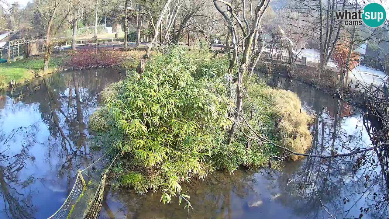 Südlicher Gelbwangen-Schopfgibbon Zoo Ljubljana webcam