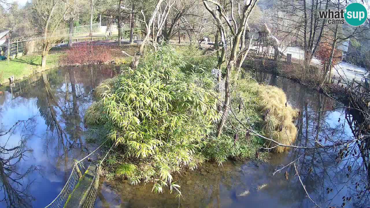 Südlicher Gelbwangen-Schopfgibbon Zoo Ljubljana webcam