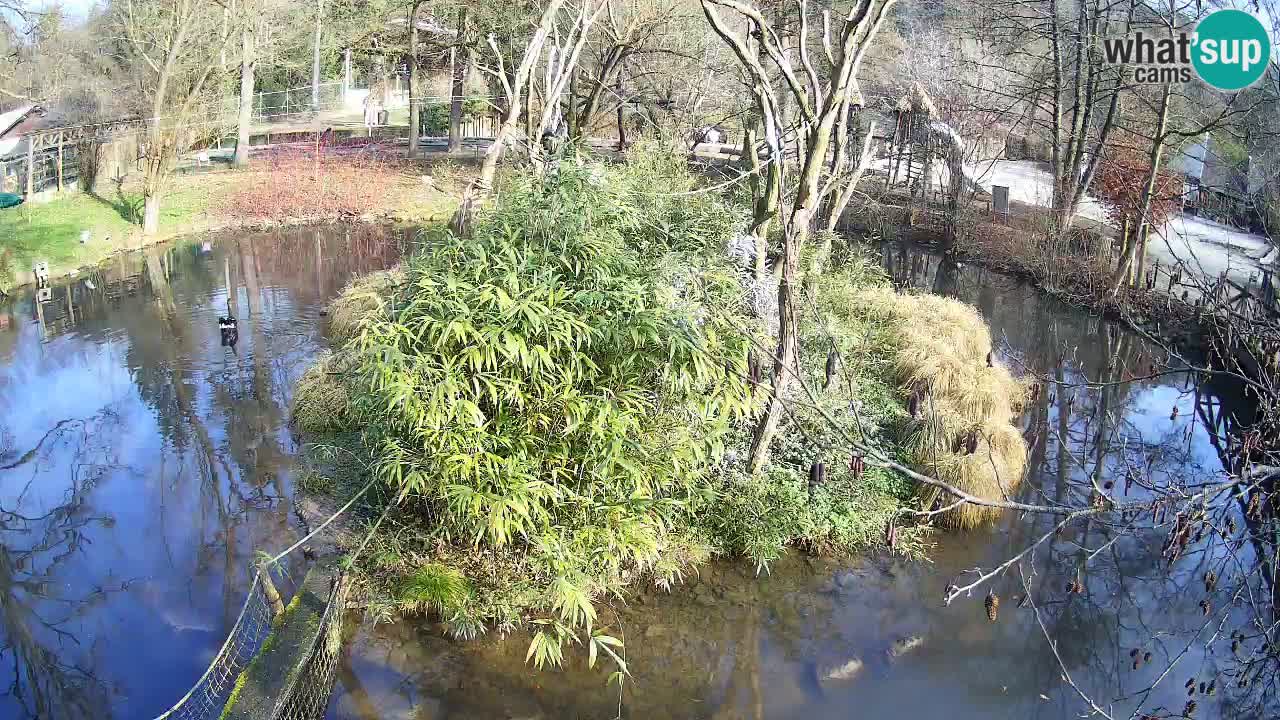 Südlicher Gelbwangen-Schopfgibbon Zoo Ljubljana webcam